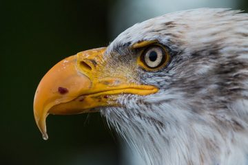 Quelle est la hauteur standard des armoires de salle de bains ?