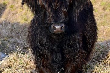 Quelle est la viande que vous obtenez quand vous coupez une vache ?