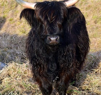 Quelle est la viande que vous obtenez quand vous coupez une vache ?