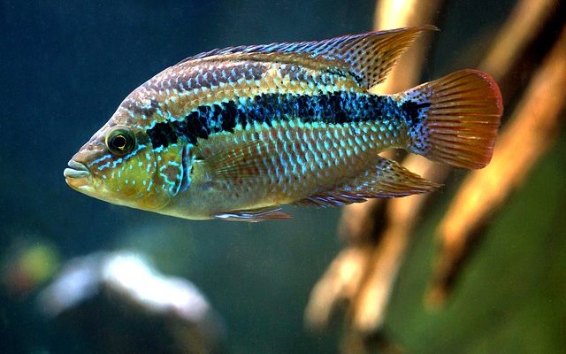 Quels poissons d'eau salée sont comestibles ?