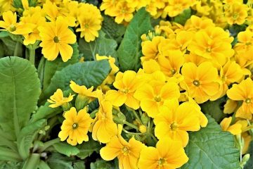 Qu'est-ce que la poudre blanche sur mes pots en terre cuite ?