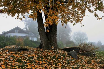 Qu'est-ce qui cause le flétrissement des feuilles de figuier ?