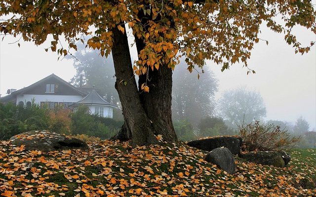 Qu'est-ce qui cause le flétrissement des feuilles de figuier ?