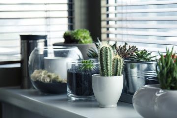 Qu'est-ce qui cause un cactus tombant ?