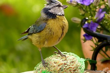 Qu'est-ce qui enlève la graisse des armoires en chêne ?