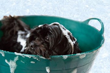 Recette maison pour le shampooing pour chiens sans rinçage.