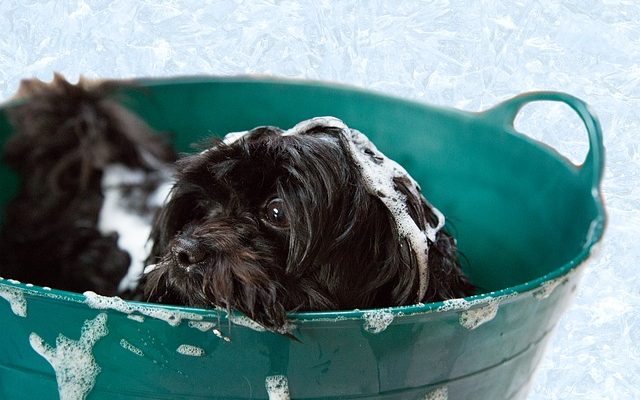 Recette maison pour le shampooing pour chiens sans rinçage.