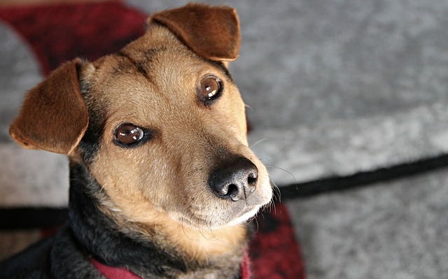 Remèdes à la maison pour l'infection des voies urinaires du chien