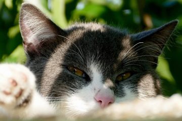 Répulsif pour chats pour plantes