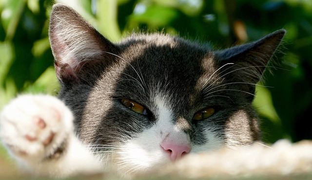 Répulsif pour chats pour plantes