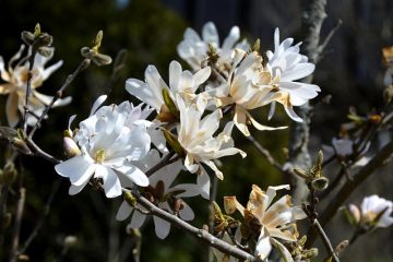 Systèmes radiculaires des arbres Magnolia