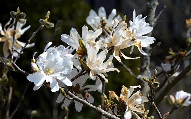 Systèmes radiculaires des arbres Magnolia