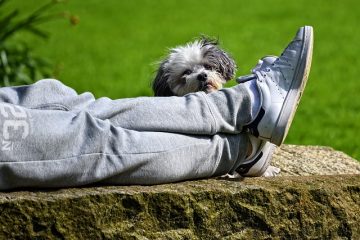 Tumeurs abdominales chez le chien