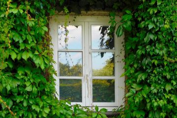 Types de plantes grimpantes d'intérieur