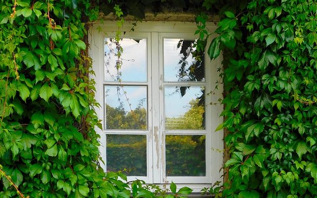 Types de plantes grimpantes d'intérieur