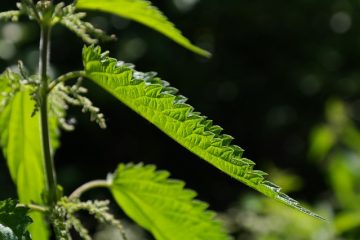 Aliments qui stimulent votre taux de sérotonine