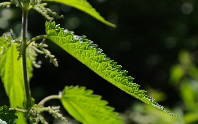 Aliments qui stimulent votre taux de sérotonine