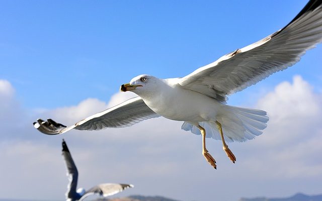 Comment cuisiner à l'aide d'un cuiseur vapeur électrique