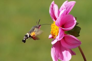 Comment débarrasser une maison des mites de Miller Moths