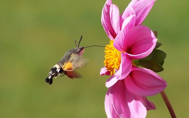 Comment débarrasser une maison des mites de Miller Moths