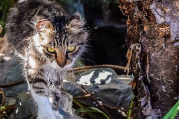 Comment décorer un abri de jardin