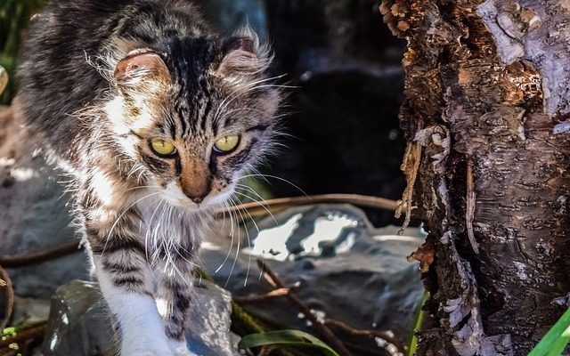 Comment décorer un abri de jardin