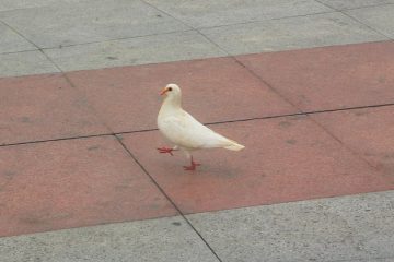 Comment élever des pigeons