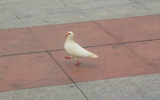 Comment élever des pigeons