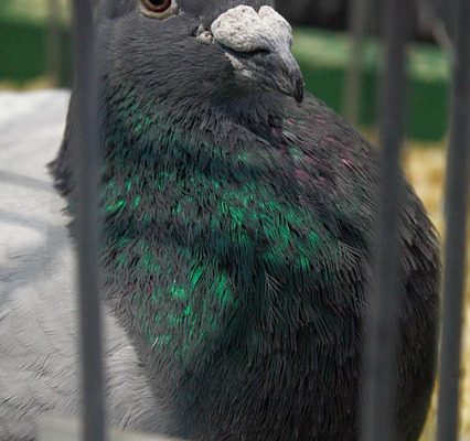 Comment faire du gravier pour les pigeons voyageurs