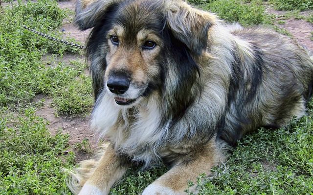 Comment faire pousser de l'herbe avec des chiens dans les environs