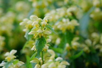 Comment faire pousser des herbes à l'extérieur