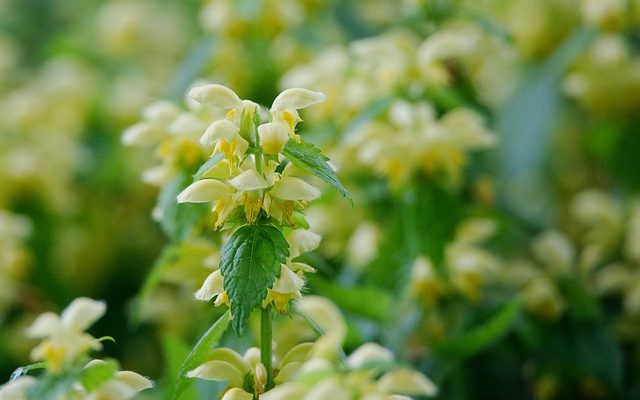 Comment faire pousser des herbes à l'extérieur