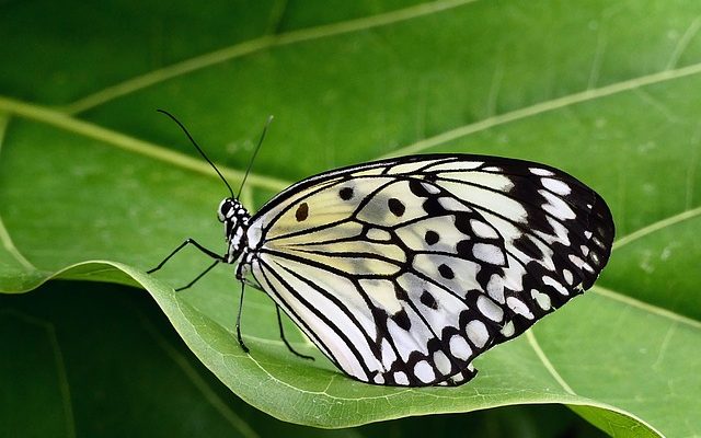 Comment faire un cerf-volant en papier pour les enfants