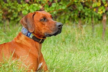 Comment faire un collier conique pour chien