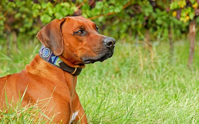 Comment faire un collier conique pour chien