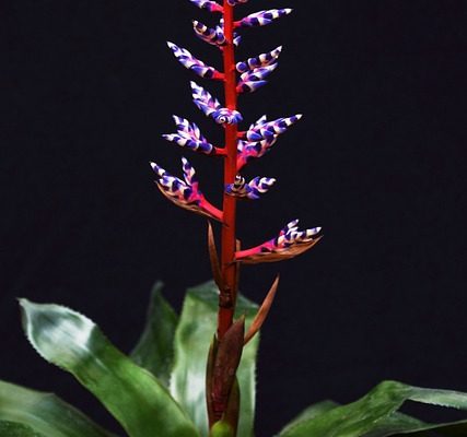 Comment faire une floraison de broméliacées