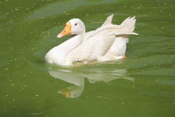 Comment floquer une piscine