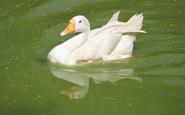 Comment floquer une piscine