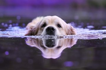 Comment guérir les pellicules de chien