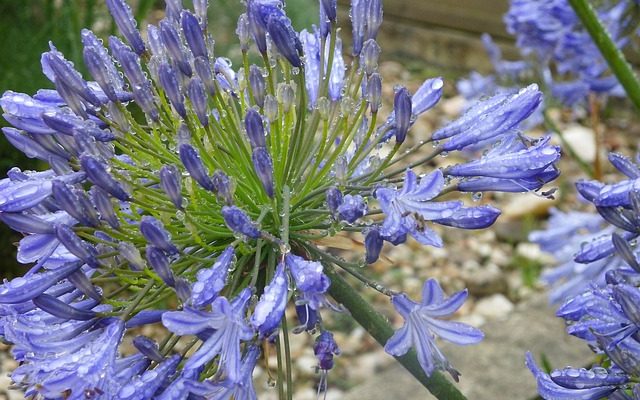 Comment planter des bulbes de tubéreuse