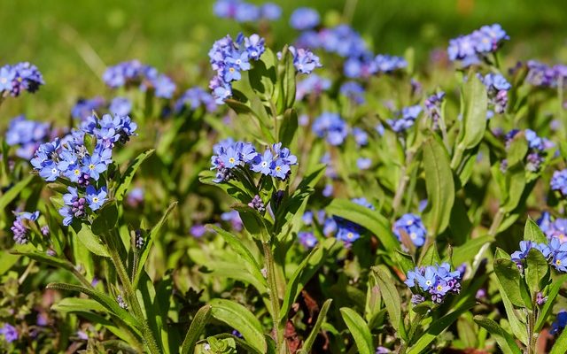 Comment planter des fleurs ne m'oublient pas - ne m'oublient pas