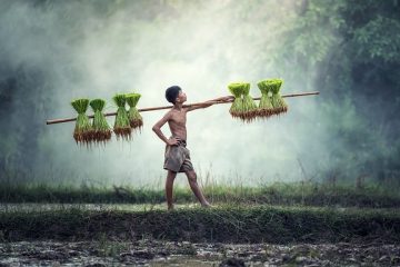 Comment prendre soin d'une plante de jasmin mourant