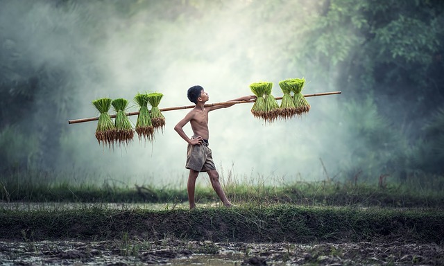 Comment prendre soin d'une plante de jasmin mourant