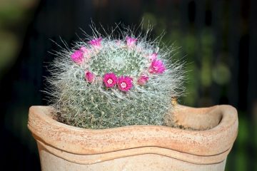 Comment réparer un cactus flétrissant