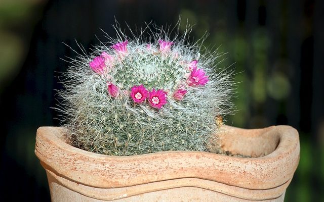 Comment réparer un cactus flétrissant