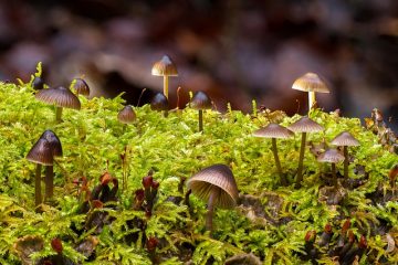 Comment savoir si les champignons sont mauvais ?