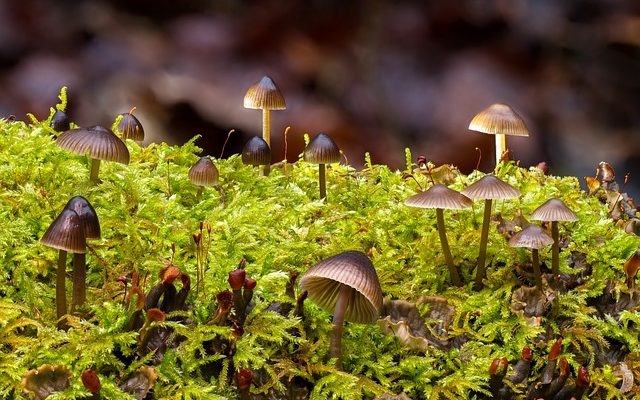 Comment savoir si les champignons sont mauvais ?