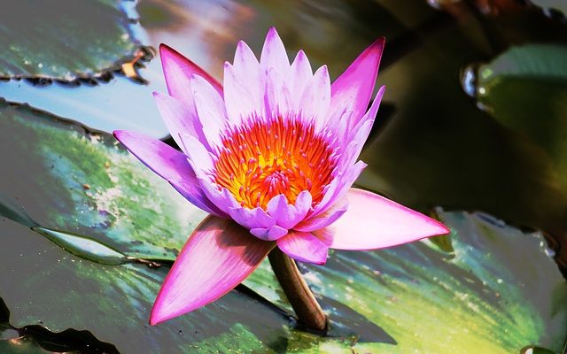 Comment se débarrasser de la lentille d'eau dans un étang