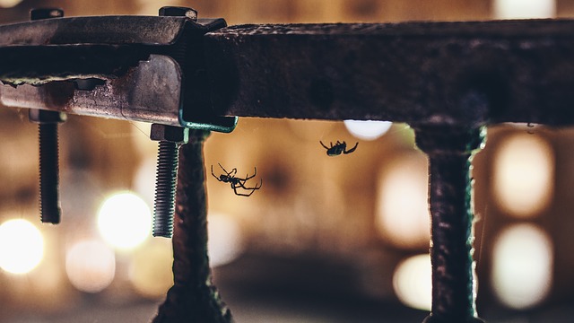 Comment se débarrasser des araignées à longues pattes de grand-père