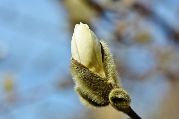 Comment tailler les arbres sur les lignes de démarcation